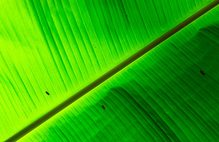 pattern of banana leaves there is lighting on leaves backgroundの写真素材