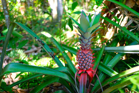 Pineapple tropical fruit growing in garden