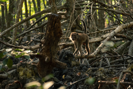 long tailed macaque or Crab eating macaque in mangrove forest of Thailandの写真素材