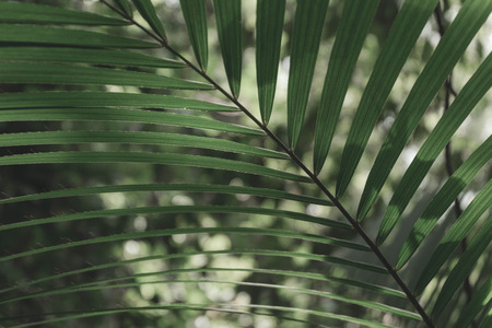 Tropical palm leaves in jungle background and wallpaperの写真素材
