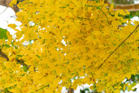 Blurred background of bouquet Golden shower flower is blooming