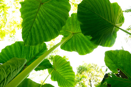 bottom view Green Leaf of tropical Giant taro leaf texture.forest and environment concept