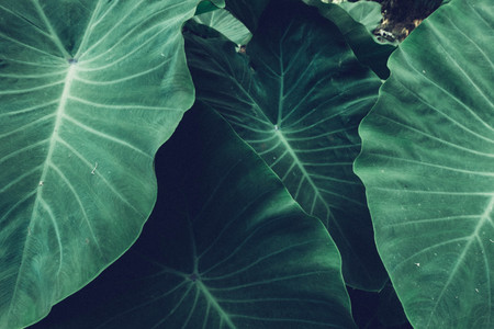 tropical Giant taro leaf texture concept nature dark green backgroundの写真素材
