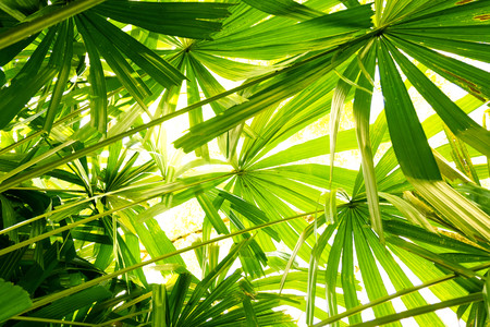 tropical Fan Palm leaf texture.forest and environment conceptの写真素材