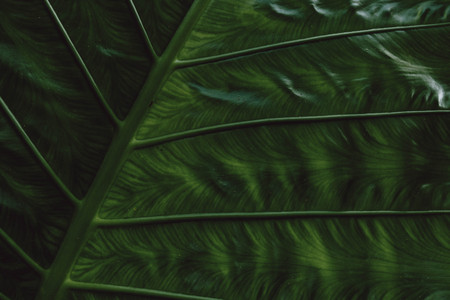 tropical Giant taro leaf texture concept nature dark green background