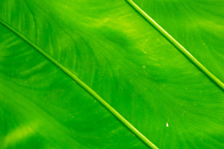 Green Leaf of tropical Giant taro leaf textureの写真素材