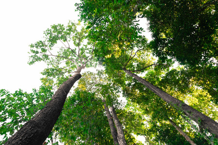bottom view of  tree in jungle and lighting of morning.forest and environment conceptの写真素材