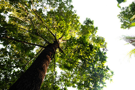 bottom view of  tree in jungle and lighting of morning.forest and environment concept