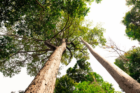 bottom view of  tree in jungle and lighting of morning.forest and environment concept