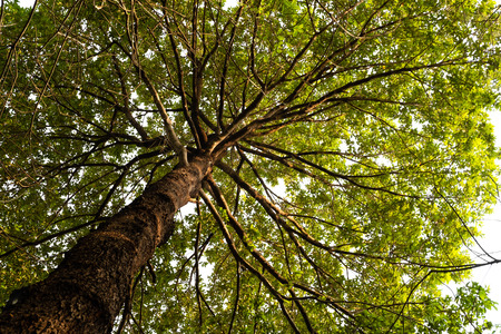 bottom view of Resak Tembaga tree in jungle and lighting of morning.forest and environment concept