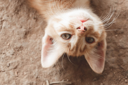 Cute little red kitten sleepingの写真素材