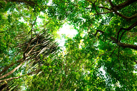bottom view of branch tree in Tropical jungle.forest and environment conceptの写真素材
