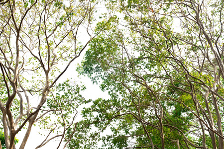 Good vibe is fresh and dense of lush tropical forest.forest and environment conceptの写真素材