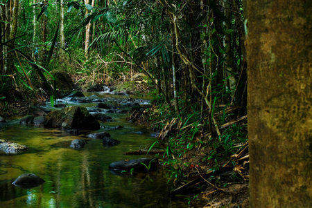 Small streams flow through abundant tropical forests in forest of Thailand,Phang Nga,Koh Yao Yai