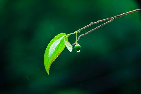 drop rain on fruit after rain and droplets of rain is background