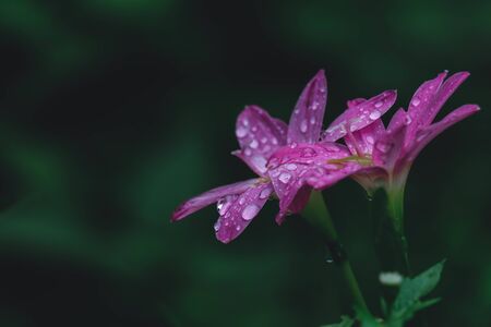 drop water on Pink rain lily flowerの写真素材