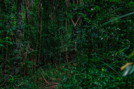 dense and dense trees in the rainforest of Thailand.の写真素材