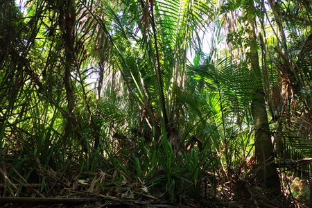 Sago Palm tree that often grow in swamp forestsの写真素材