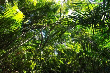bottom view of leaves in tropical rainforestの写真素材