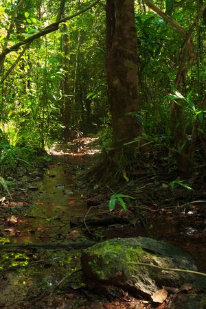 Abundant forest resources in Thailandの写真素材