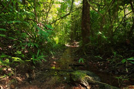 Abundant forest resources in Thailandの写真素材