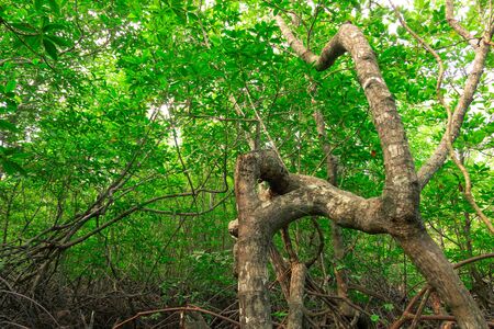 The unspoiled mangrove forest covers the entire coastal swamp thatâ€™s flooded at high tide.