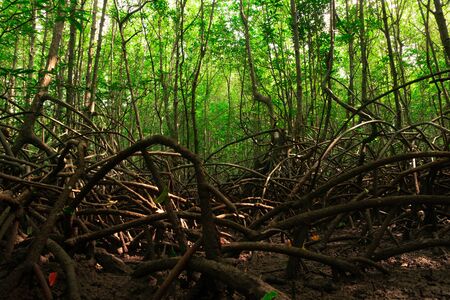 Low angle view of a mangrove forest with strong roots and tall stems