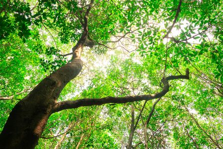 ant eyes view of tall and tall trees in a rich mangrove forest