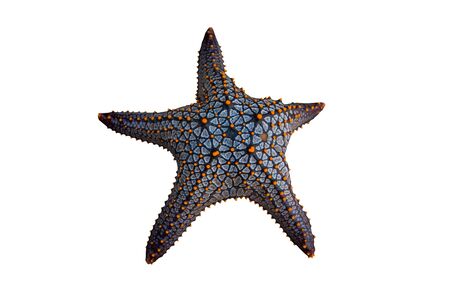 top view of starfish isolated on white with clipping path for photomontageの写真素材