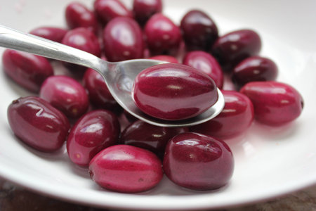 Sunrose Willowの写真素材