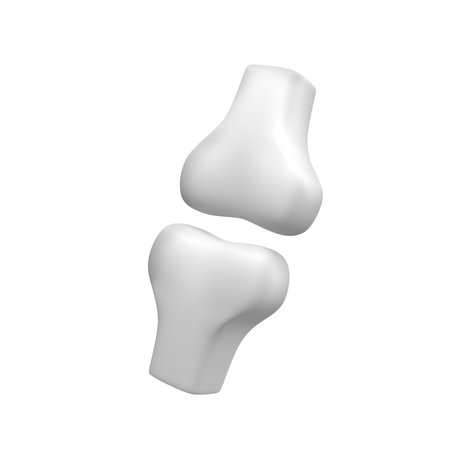 human bone anatomy 3d illustration