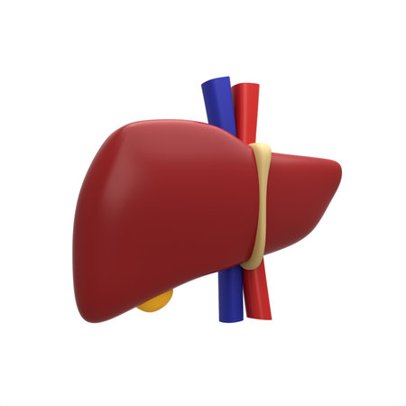 3d rendering of a liver on a white backgroundの写真素材