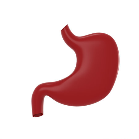 3d rendering of stomach on white backgroundの写真素材