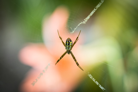 Argiope keyserlingi Spider on the web