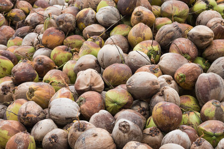 A lot of coconuts