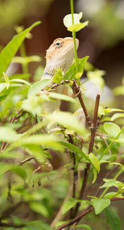 Iguana on the tree