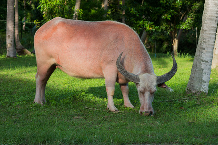 Photo of albino buffalo eating grassの写真素材