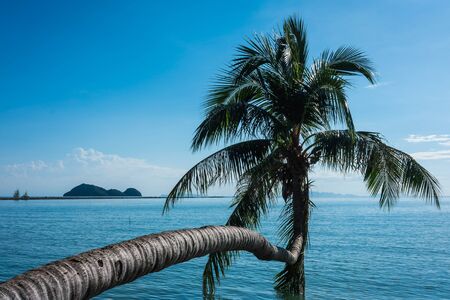 Coconut palm tree on the beach and blue sky background