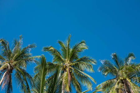 Coconut palm tree on with blue sky backgroundの写真素材