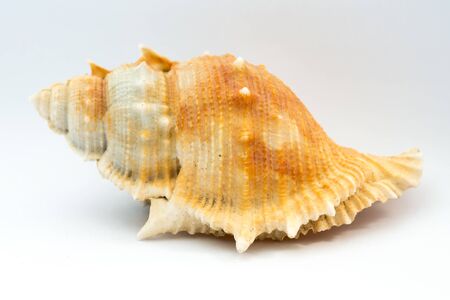 sea shell on white backgroundの写真素材