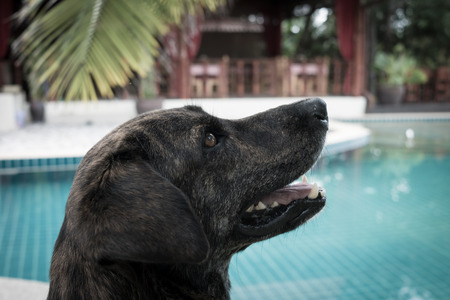 Dog portrait with swimming pool backgroundの写真素材
