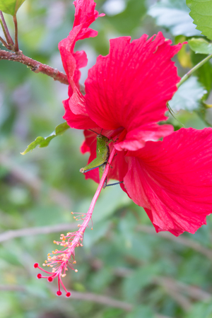 Grasshopper on red Hibiscus flower in the gardenの写真素材