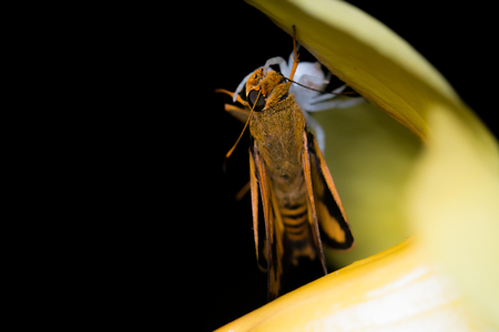 White spider that has just caught a moth on a yellow flowerの写真素材