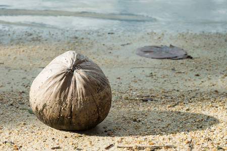 Brown old coconut on the beachの写真素材