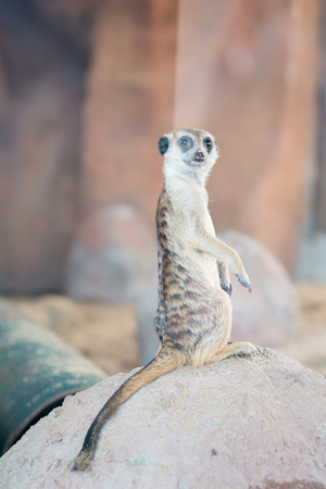 Meerkat in the zooの写真素材