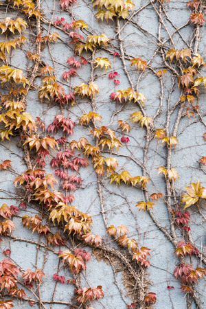 Yellow and red ivy leaf on the wall in Chinaの写真素材