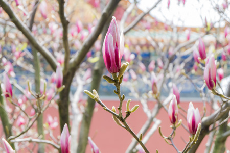 Pink Magnolia flowers at Buddhist temple on Tianmen Mountain, Zhangjiajie, Chinaの写真素材