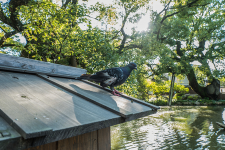 Dazaifu shrine in Fukuoka, Japan.のeditorial素材