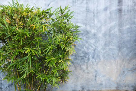 Old concrete wall cracks and bamboo leaf art retro backgroundの写真素材