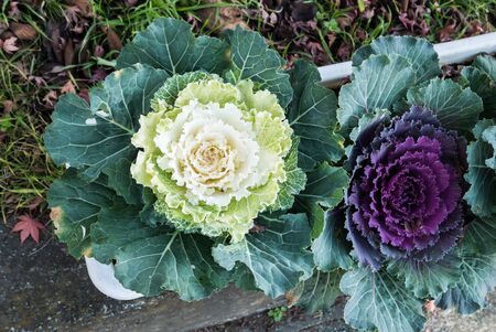 Ornamental cabbage colorful cabbage in Japanの写真素材